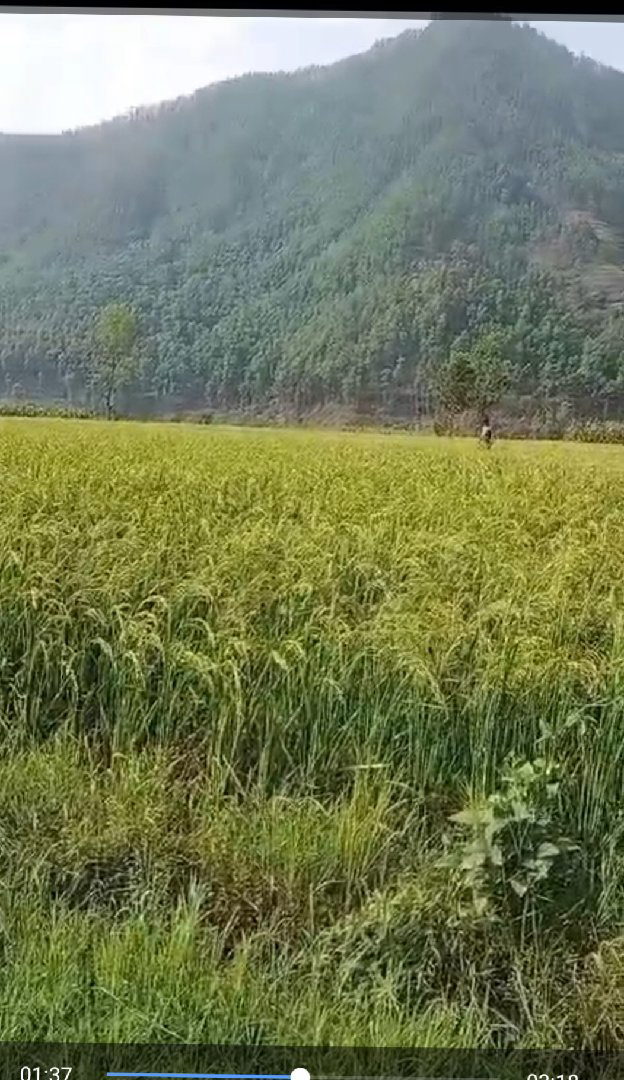 Land for Sale in Kakani Nuwakot