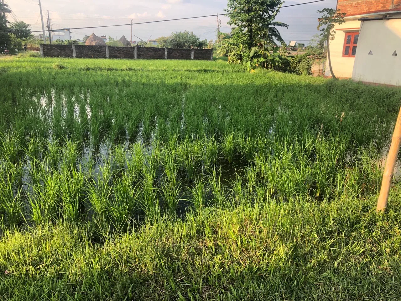 Land for Sale in Birtamod Jhapa
