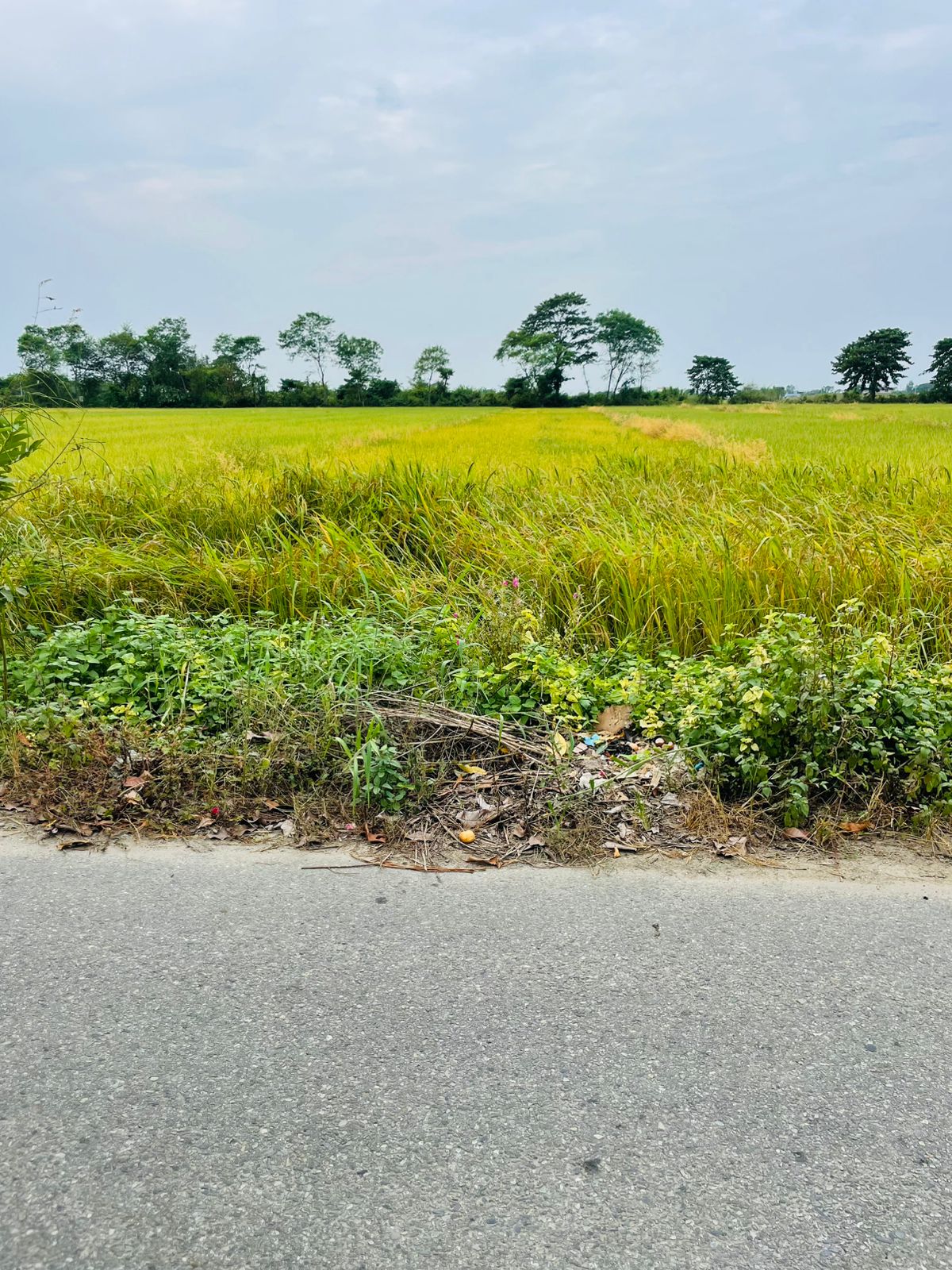 Land for Sale in Bharatpur Chitwan