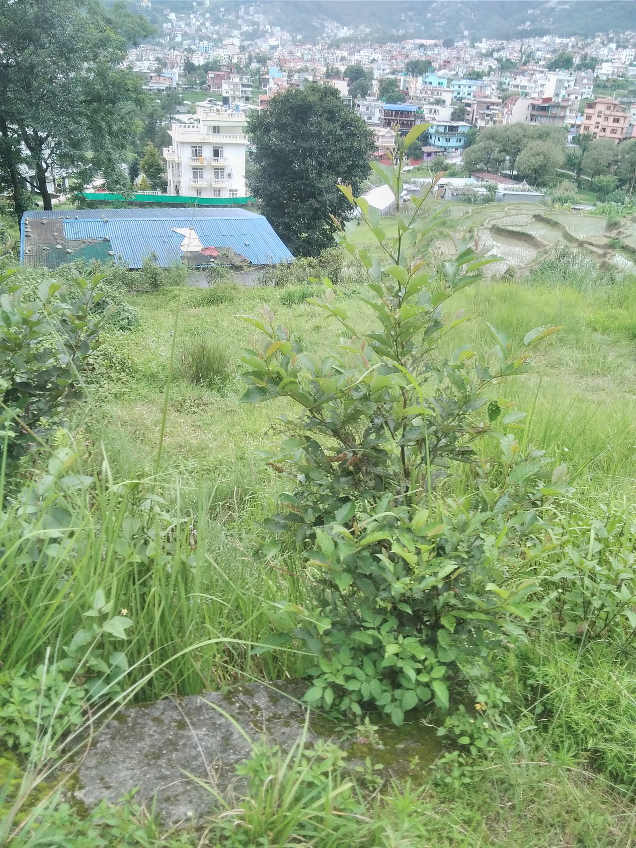 Land for Rent in Budhanilkantha Kathmandu