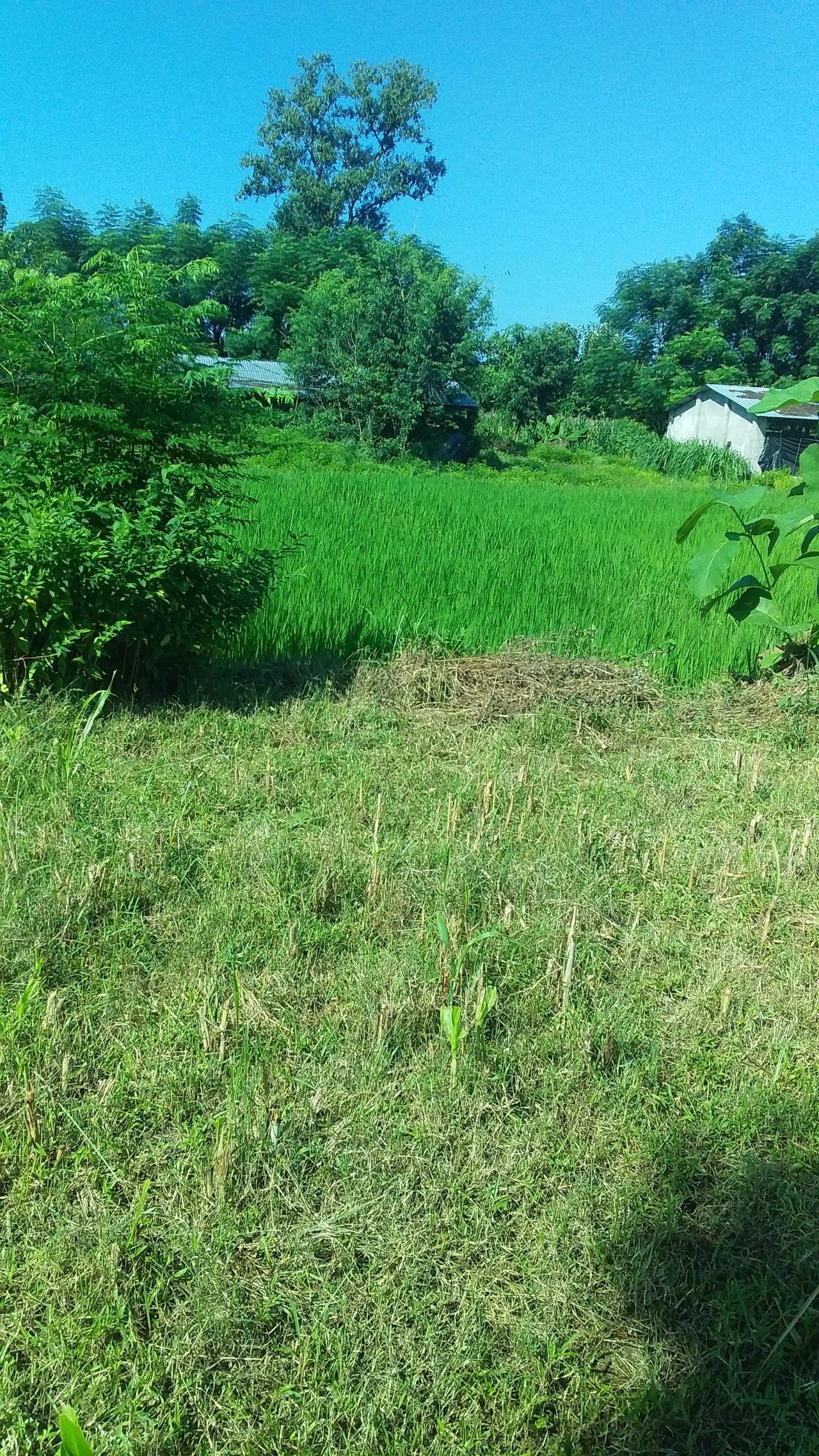Land for Sale in Gulariya Bardiya