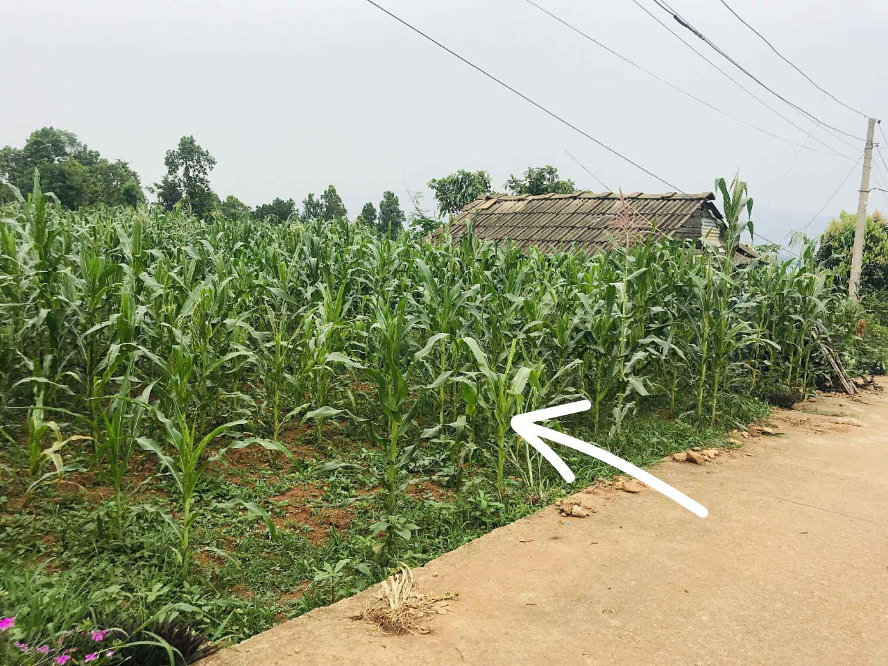 Land for Sale in Hetauda Makwanpur